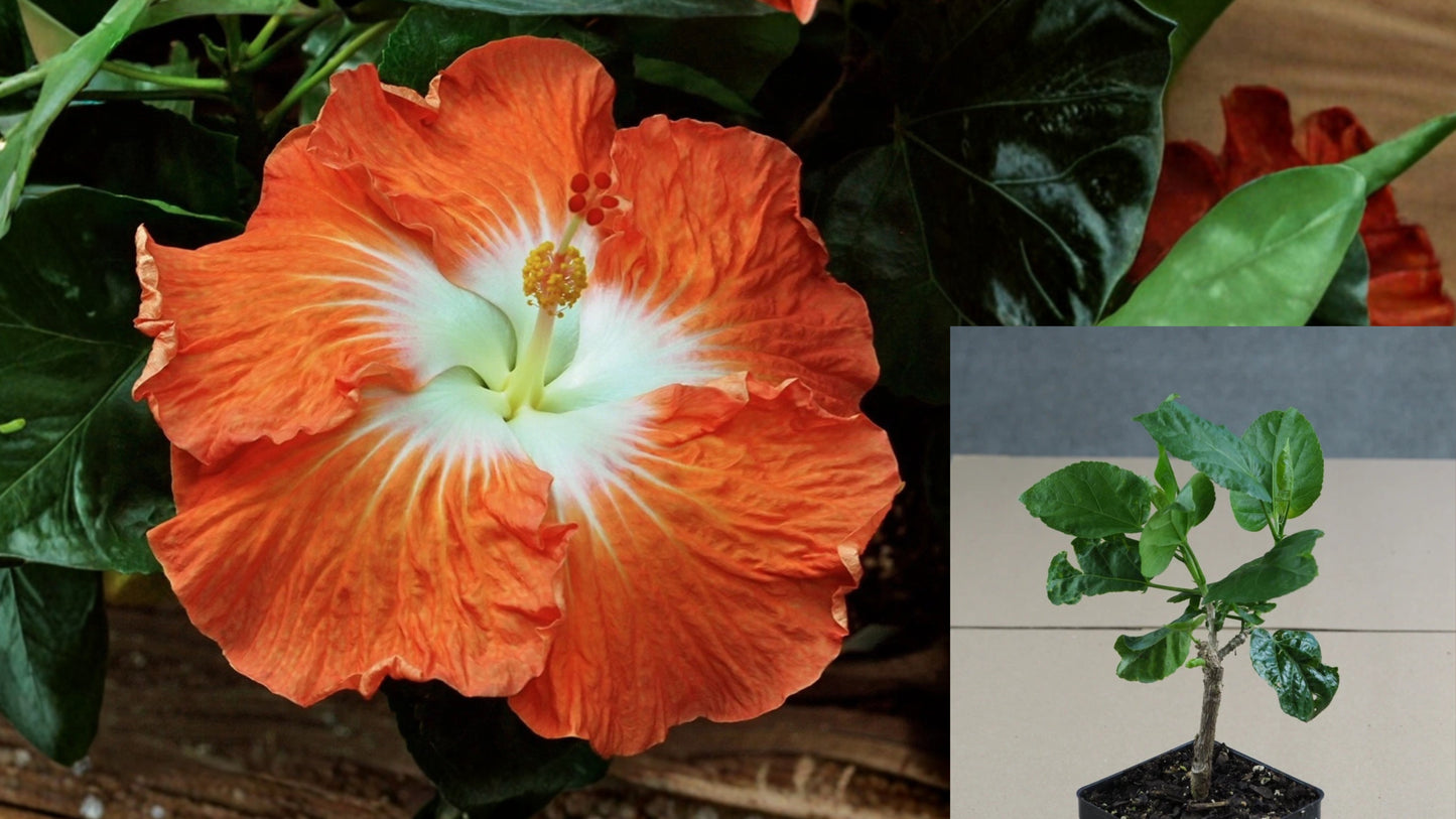 Orange Cappuccino Tropical Hibiscus Live Plant – 4.5-Inch Pot