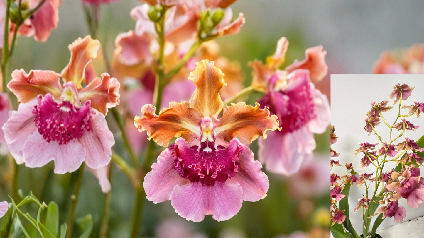 Oncidium Pacific Sunrise ‘Hakalau’ 4 in Pot Fragrant Orchid Live Plant