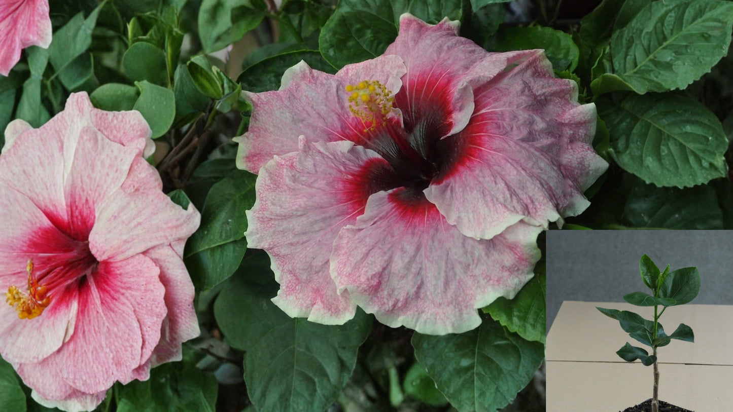 Girl Band Tropical Hibiscus Live Plant – 4.5-Inch Pot