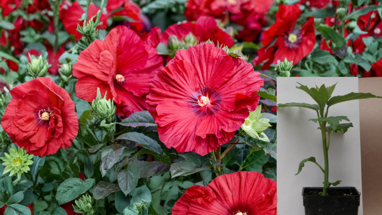 Garnet Globes Hardy Hibiscus Live Plant – 2.5" Pot – Hibiscus Hybrid