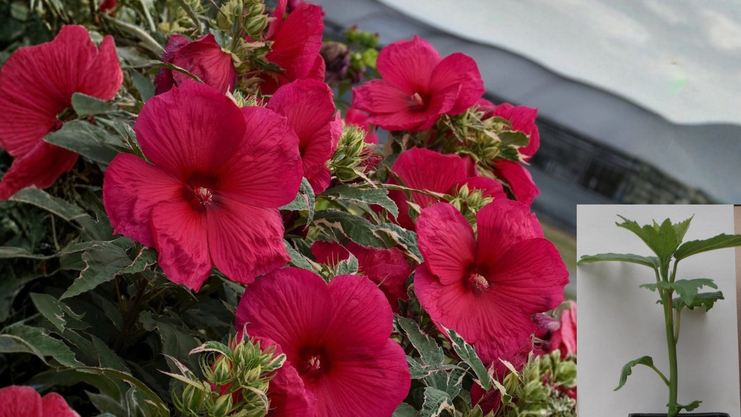 Summer Carnival Hardy Hibiscus Live Potted Plant – 2.5-Inch Pot