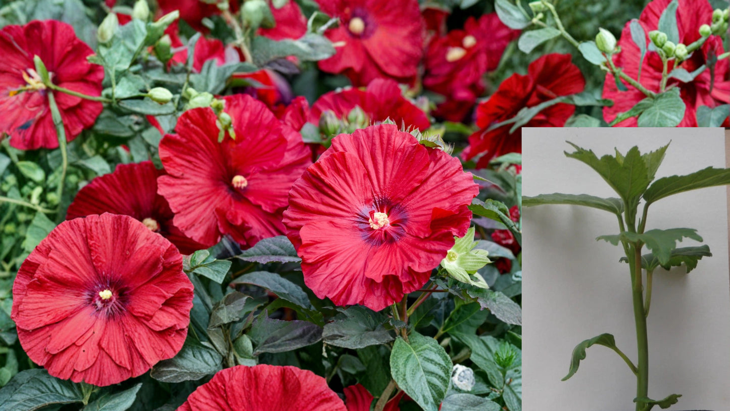 Garnet Globes Hardy Hibiscus Live Potted Plant – 2.5-Inch Pot