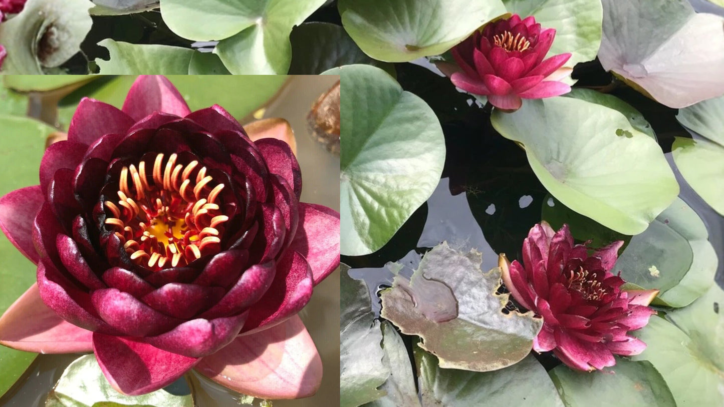 Nymphaea ‘Slocum’s Almost Black’ Water Lily – Sprouted Rhizome