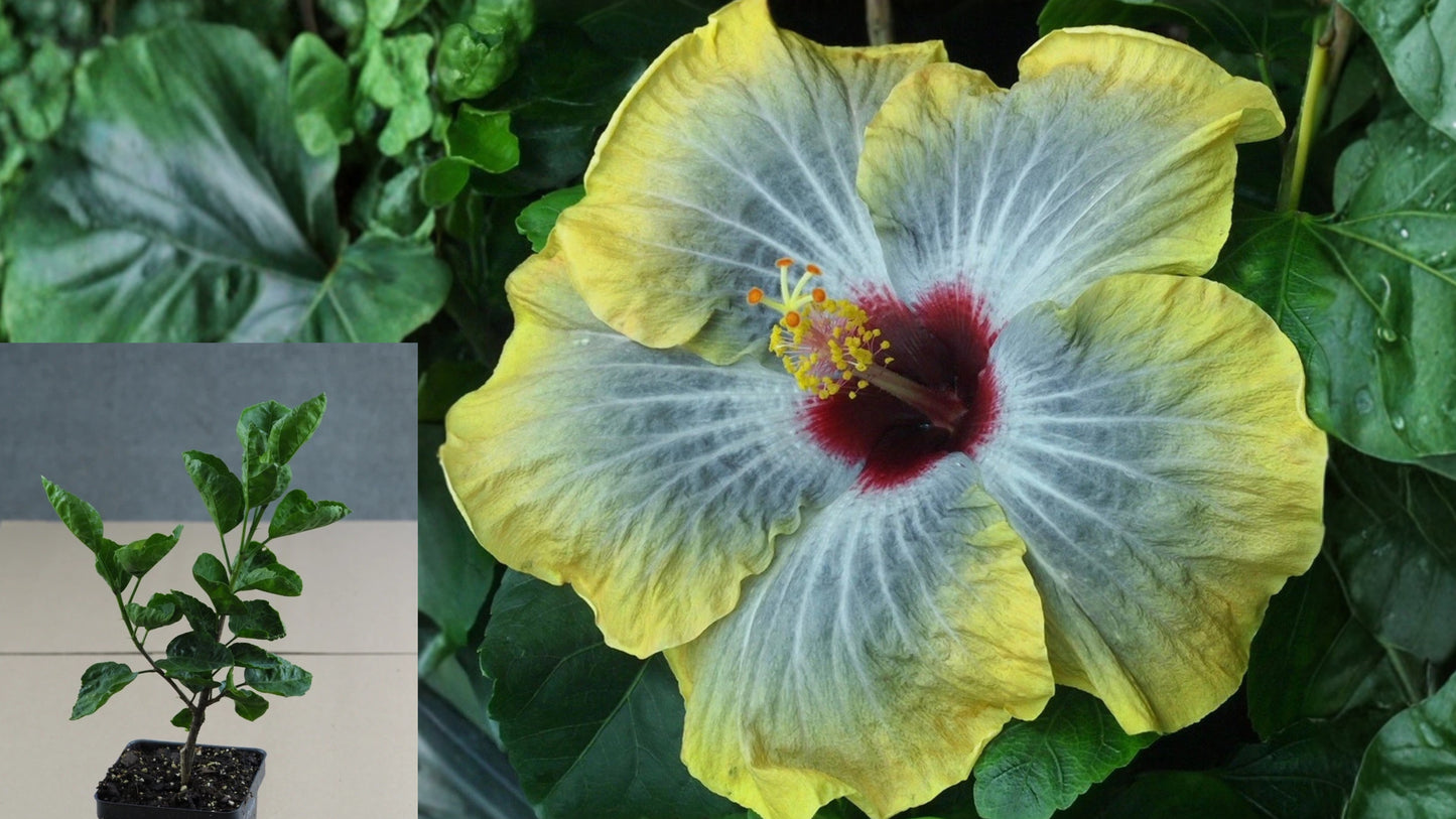 Tahitian Dark Sun Tropical Hibiscus – 4.5" Pot – Hibiscus rosa-sinensis