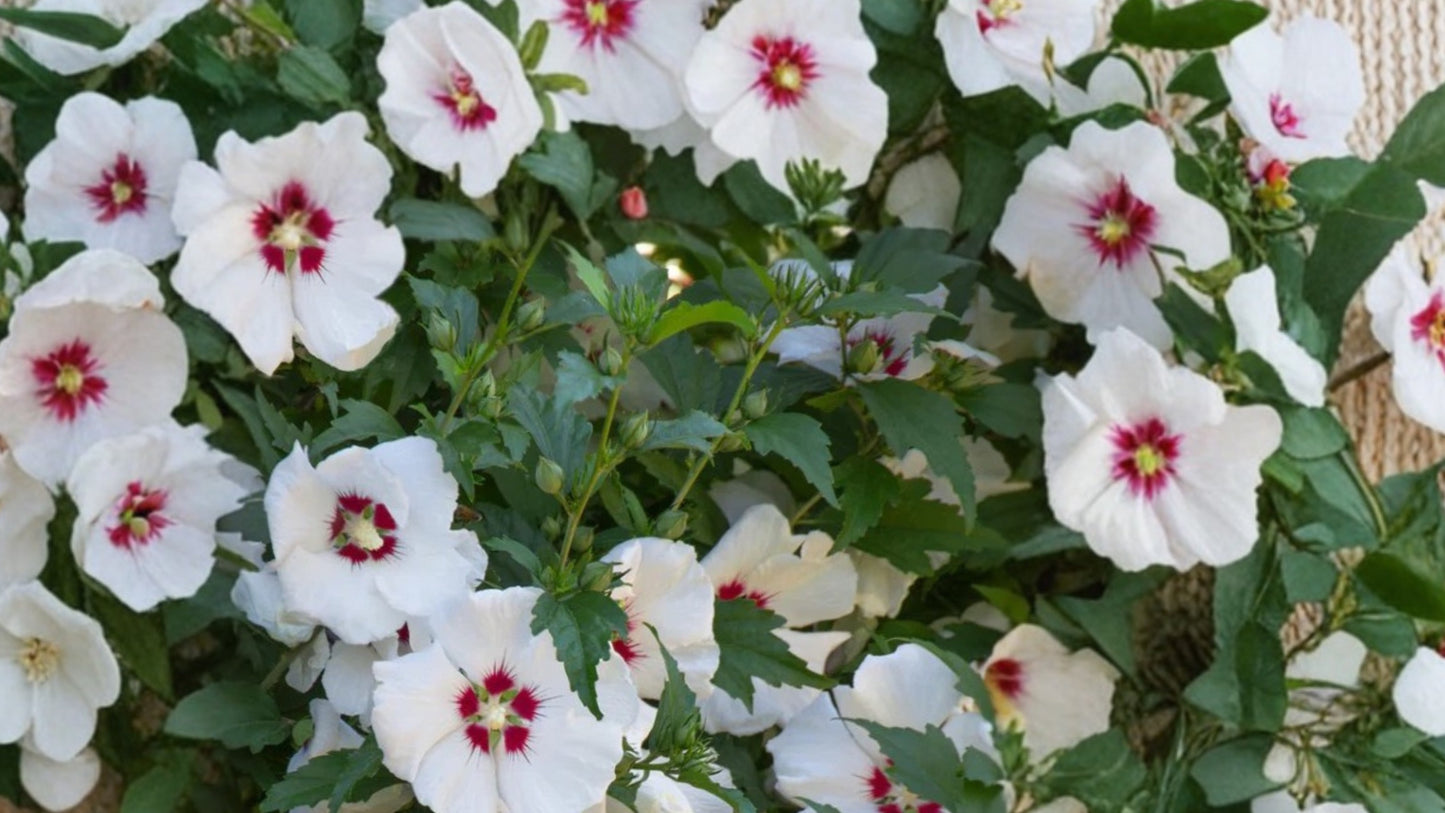 Red Heart Rose of Sharon (Althea) 1 Quart Pot – Hibiscus syriacus