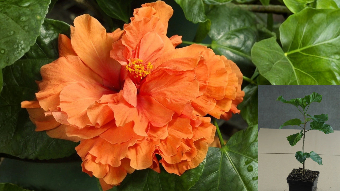 Holly's Pride Tropical Hibiscus – 4.5" Pot – Hibiscus rosa-sinensis