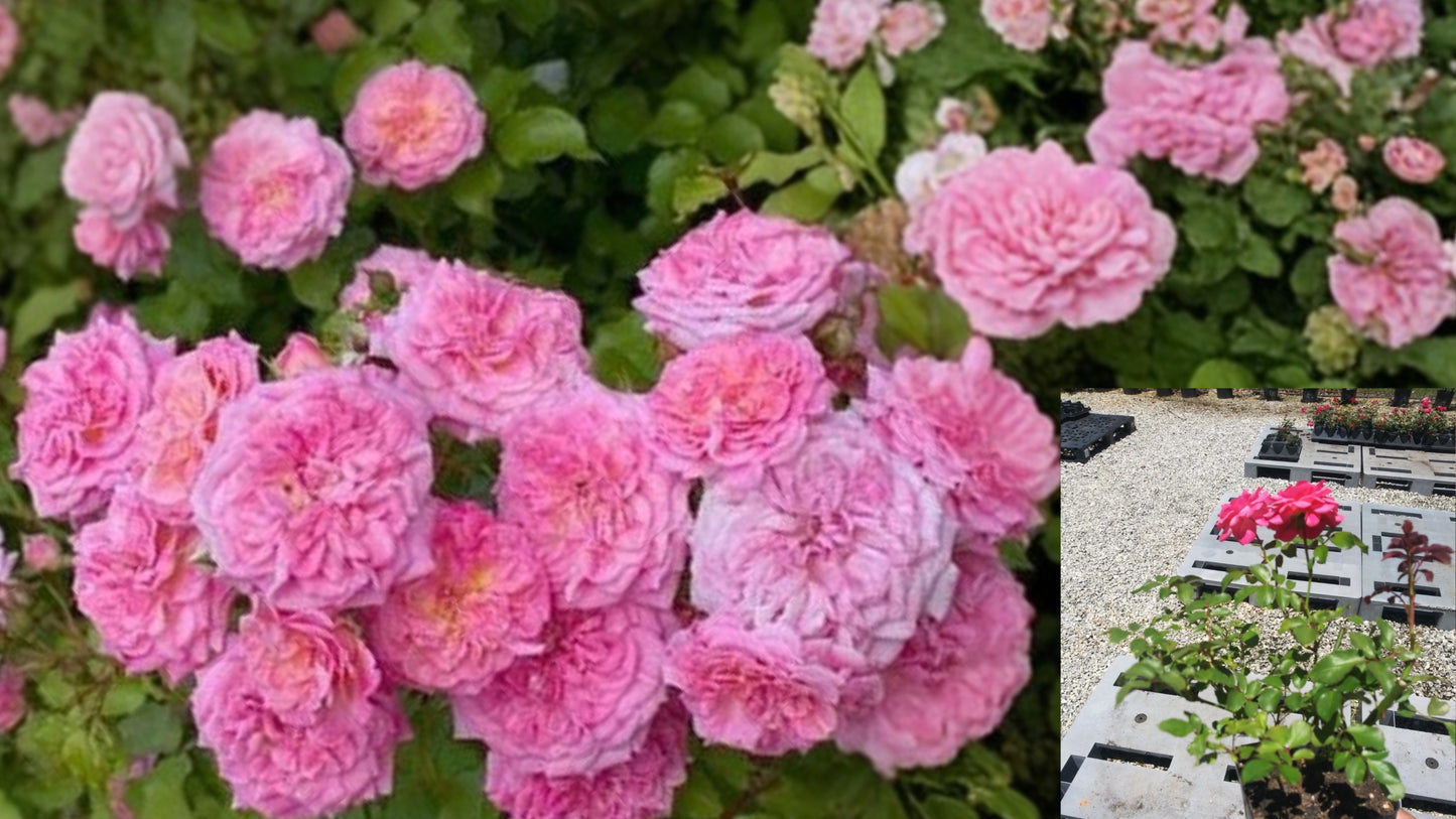 Sweet Drift® Pink Groundcover Rose Live Plant – 1 QT – Rosa