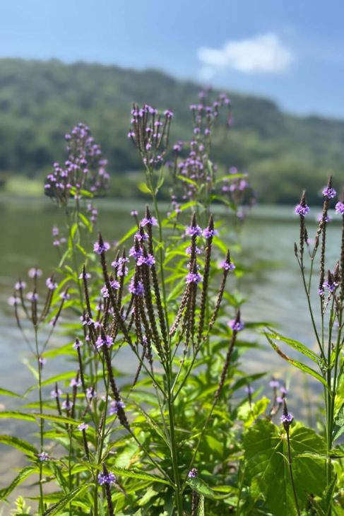 Blue Vervain Seeds - 100 Count, Native Perennial Wildflower, Verbena hastata, Pollinator-Friendly Garden Plant