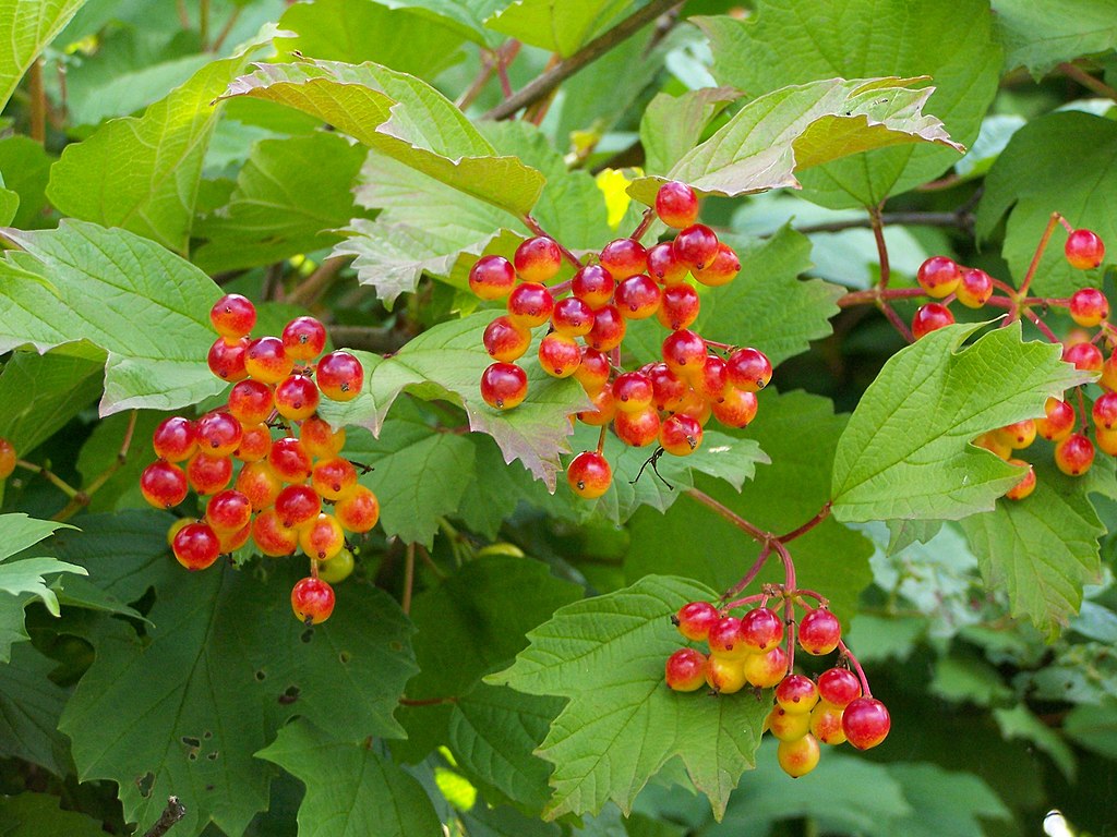 15 Viburnum opulus Cuttings β Eastern Snowball Tree Chervona Kalyna β Flowering Shrub for Propagation β Unrooted Stems
