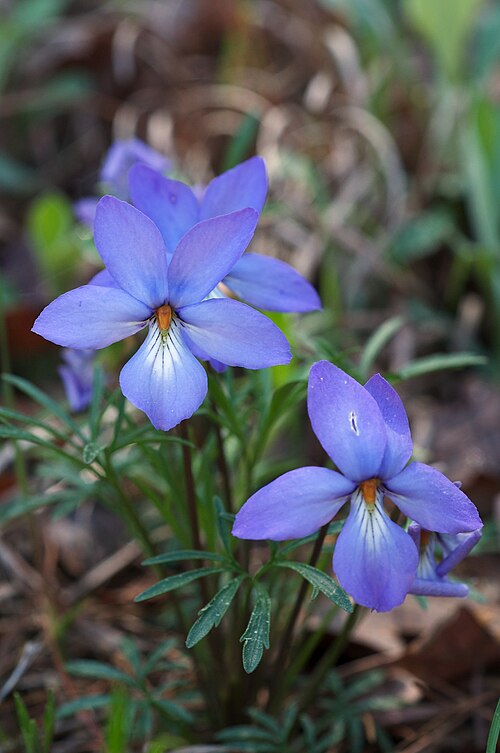 10 Bare-Root Bird’s-Foot Violet Plants | Viola pedata | Native Wildflower | Prairie & Woodland Perennial | Spring Bloomer