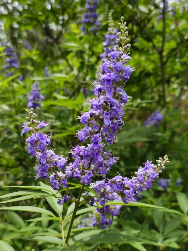 Live Vitex Chaste Tree Plant - Fast-Growing Lilac Chasteberry Shrub (Vitex agnus-castus) - Fragrant, Pollinator-Friendly
