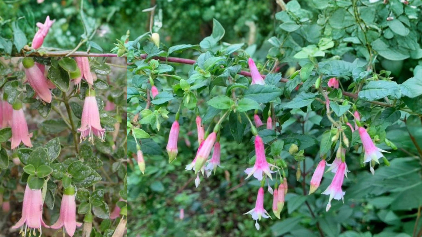 Native Pink Fuchsia Live Plant – 5 Inch Pot – Fuchsia Hybrid