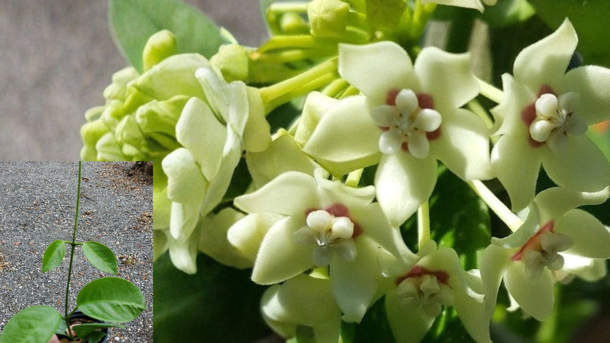 Hoya australis Live Plant 5" Tall โ Vanilla Wax Flower Vine