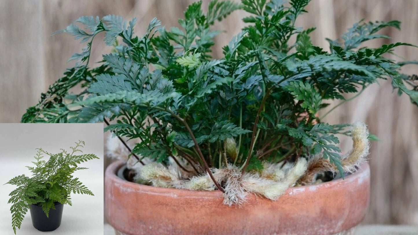 Deer Foot Fern Live Plant 6 Inch Pot – Davallia canariensis