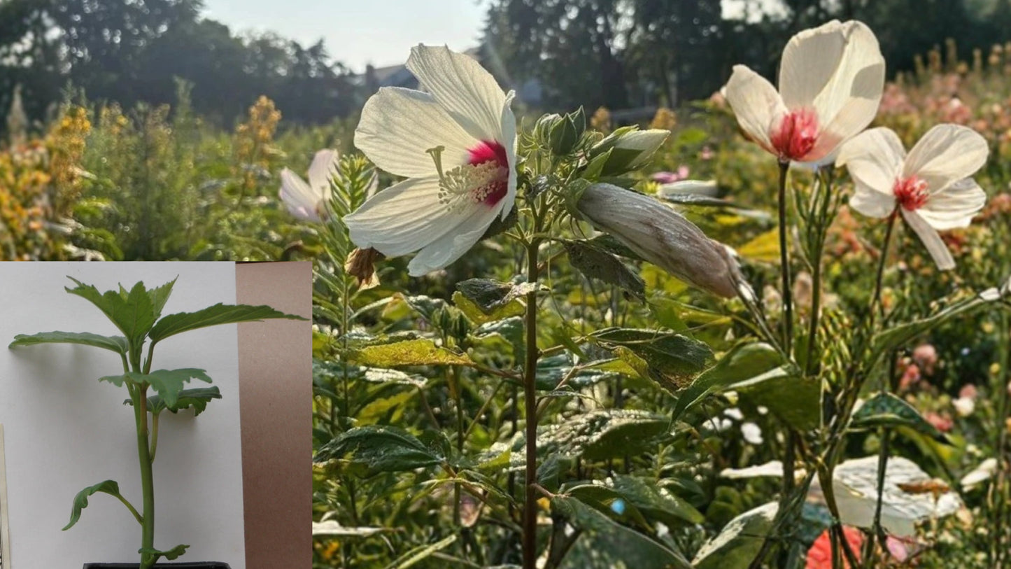 Bush Hibiscus Live Plant in 3" Pot – Hibiscus laevis Native Hardy Perennial