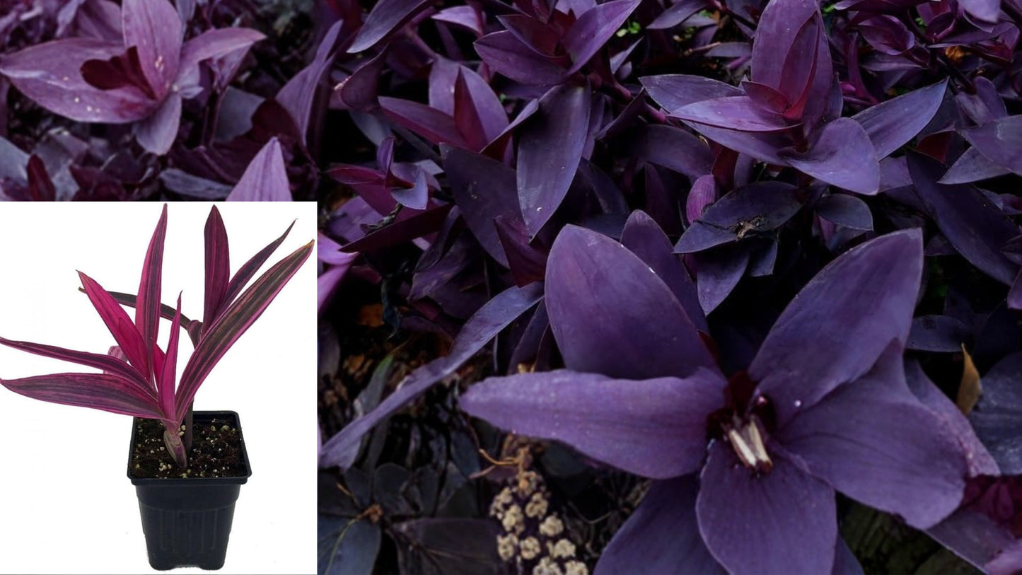 Purple Heart Wandering Dude 20 Live Cuttings – Tradescantia pallida 'Purpurea'
