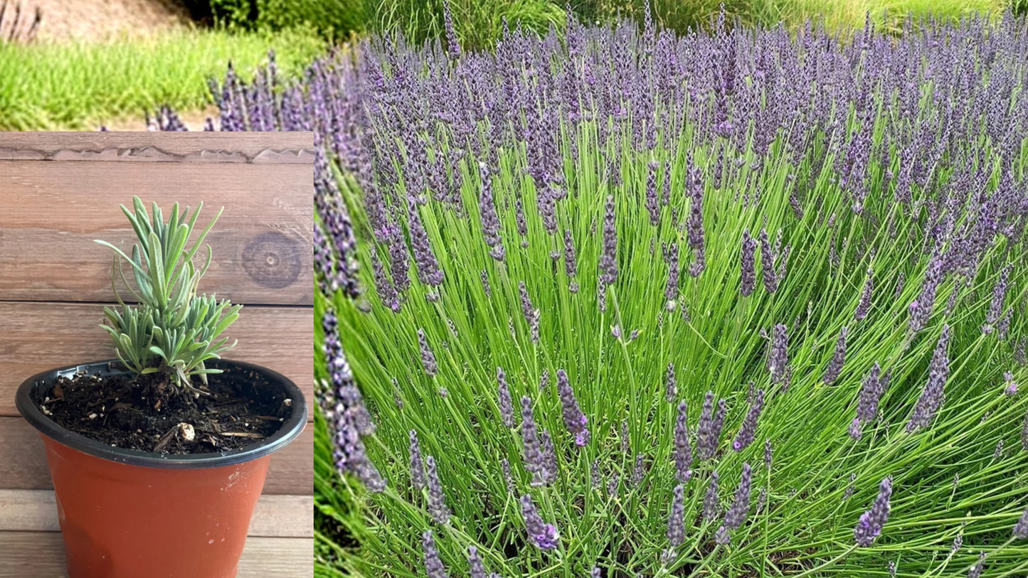 Lavender Live Plant – 4 Inch Pot, Fragrant Flowering Lavender