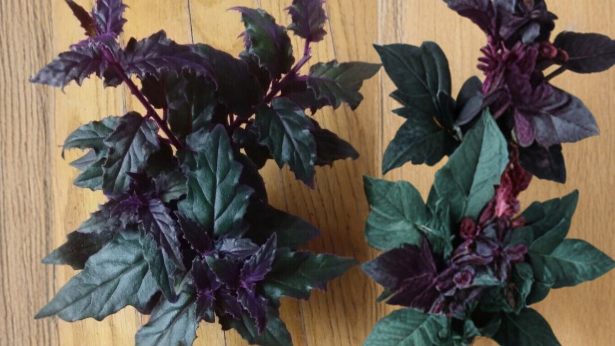 Purple Passion Plant - LIVE 4" Purple Velvet Gynura Aurantiaca - Rare Indoor Houseplant