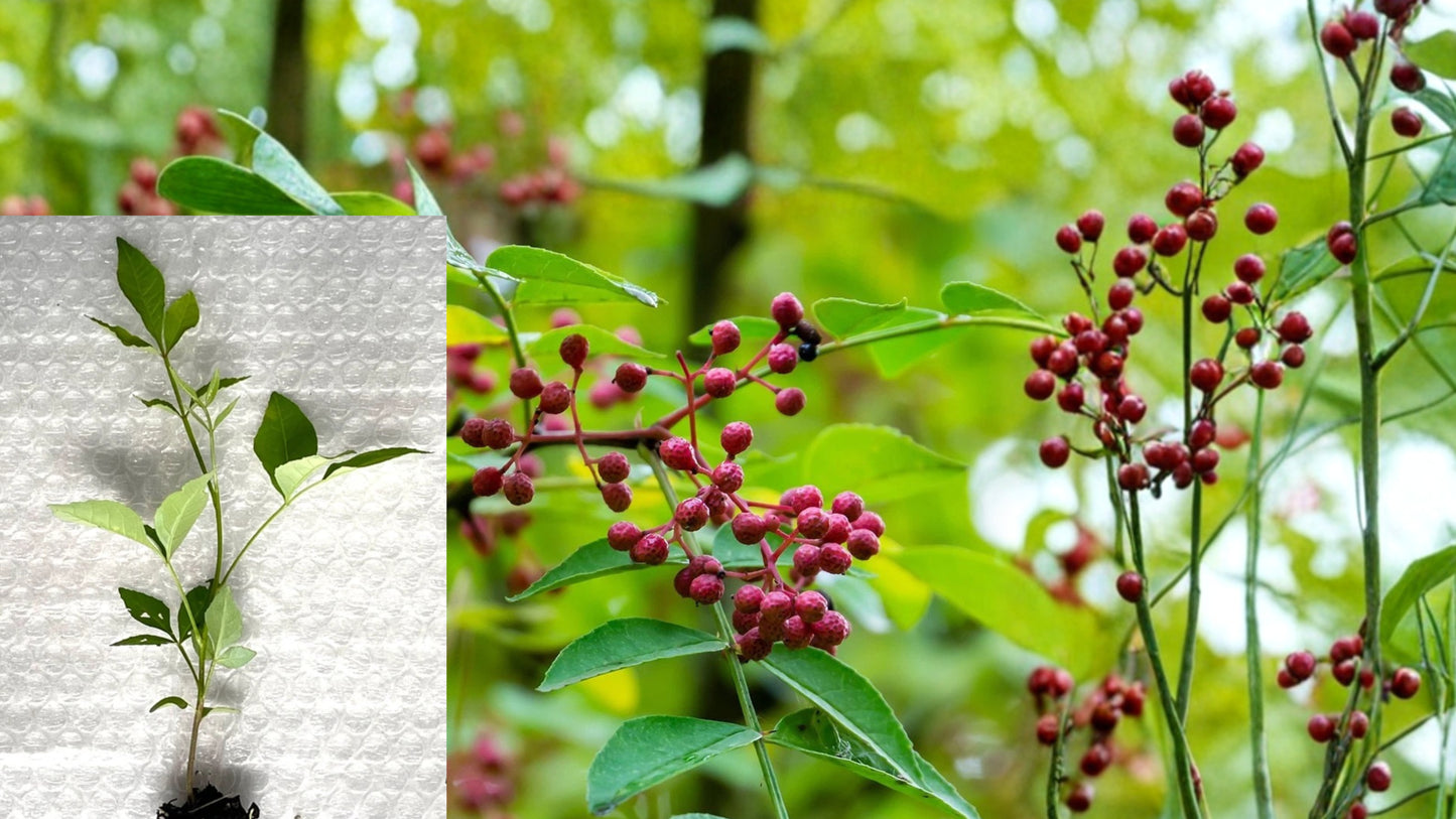 Common Prickly Ash 5 Starter Plug Seedlings – Zanthoxylum americanum Live Plants