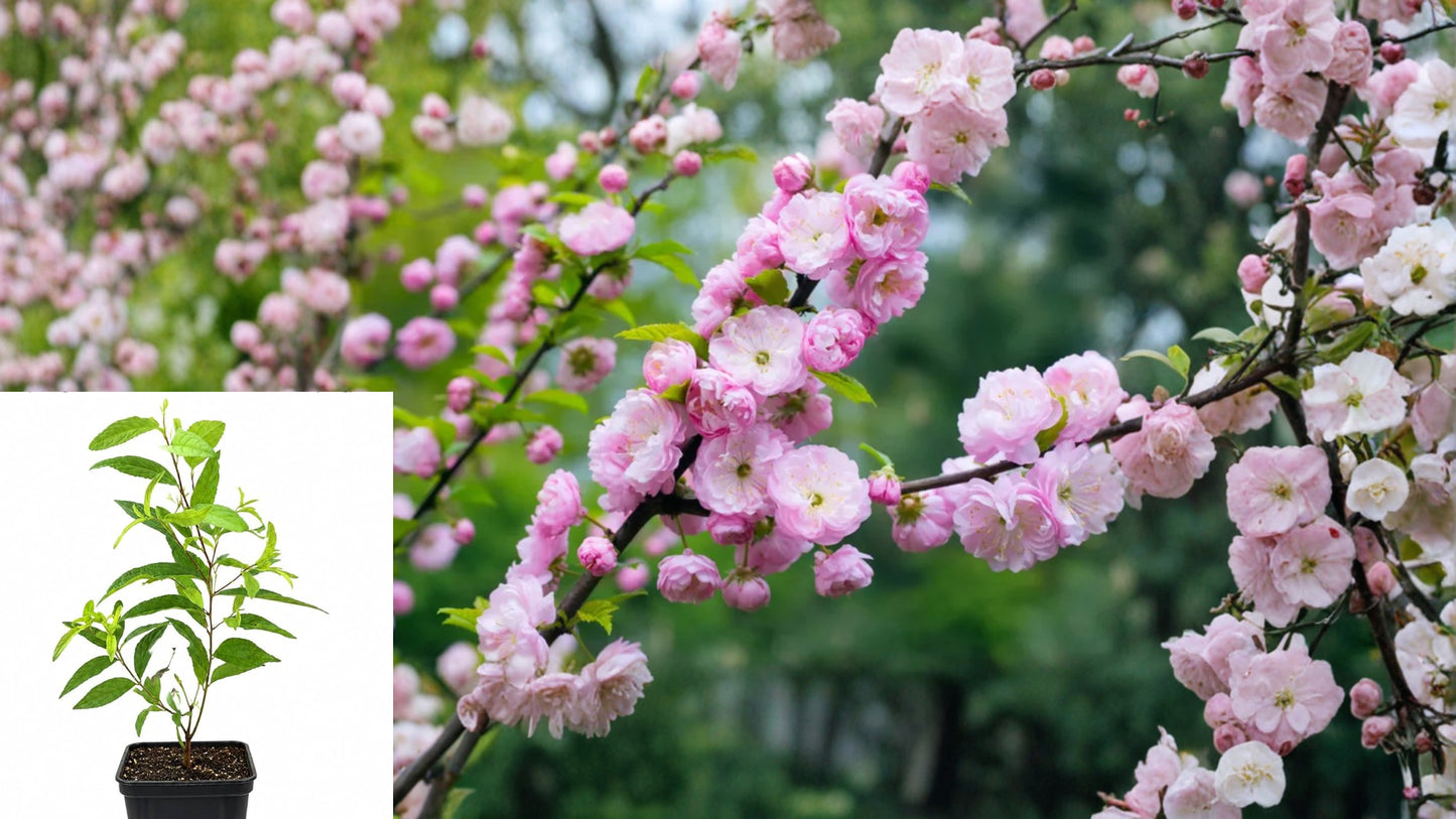 Flowering Almond Live Plant in 4-Inch Pot – Prunus glandulosa Ornamental Shrub