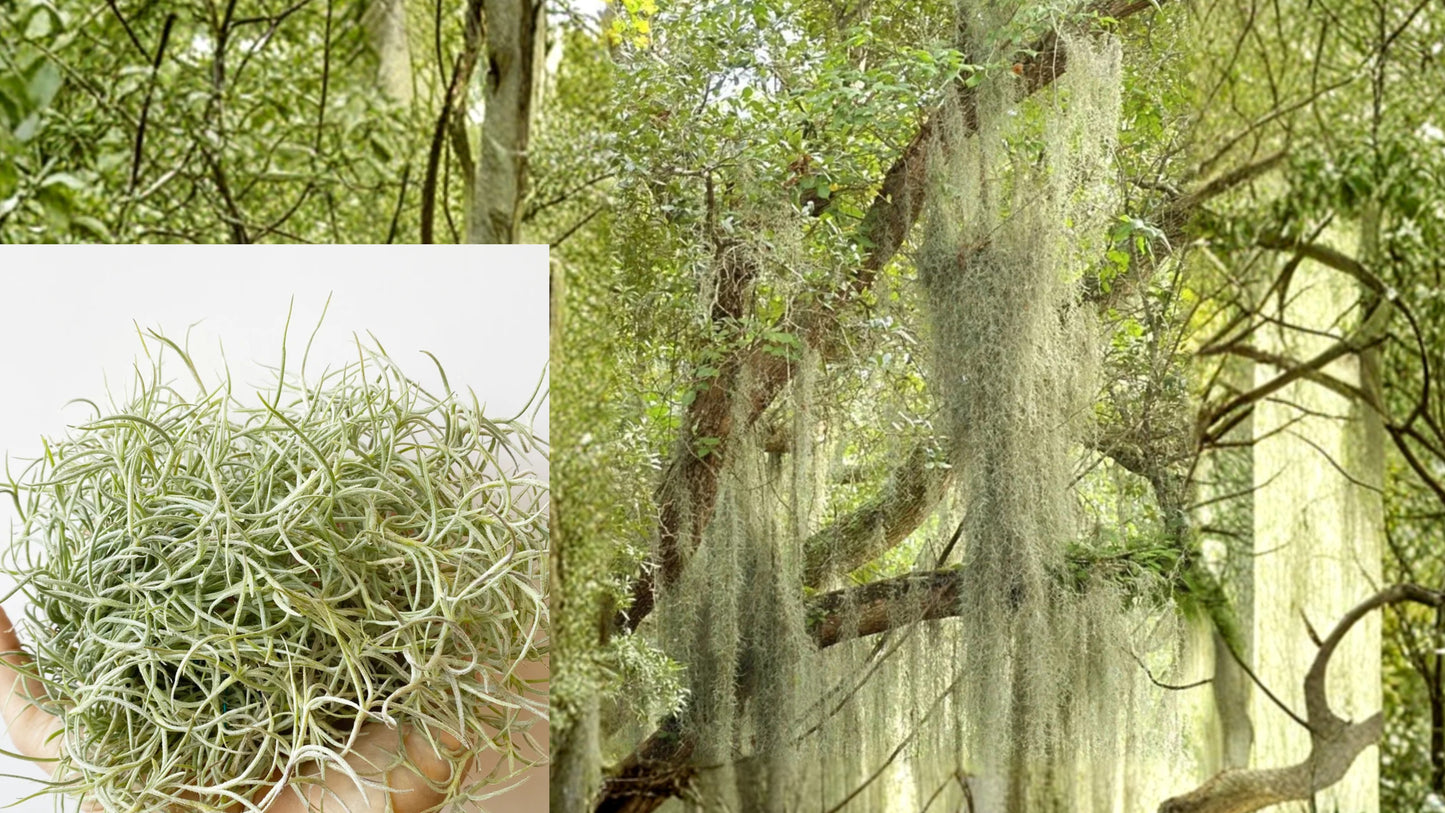 Spanish Moss 10 Gallons Fresh Live Air Plant – Tillandsia usneoides