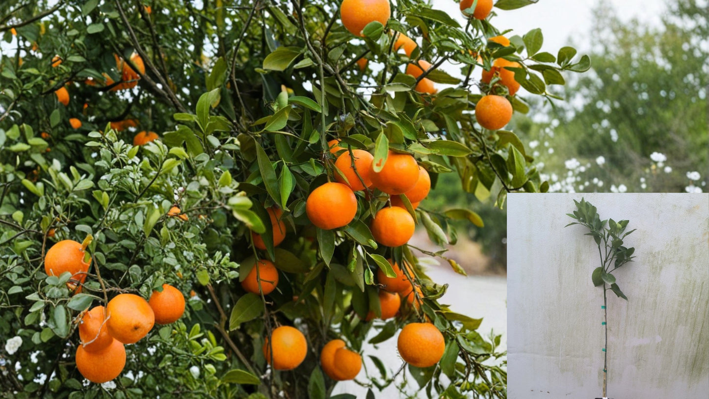 Florida Navel Orange Tree Live Grafted Citrus Plant 3–4 Ft – Citrus × sinensis