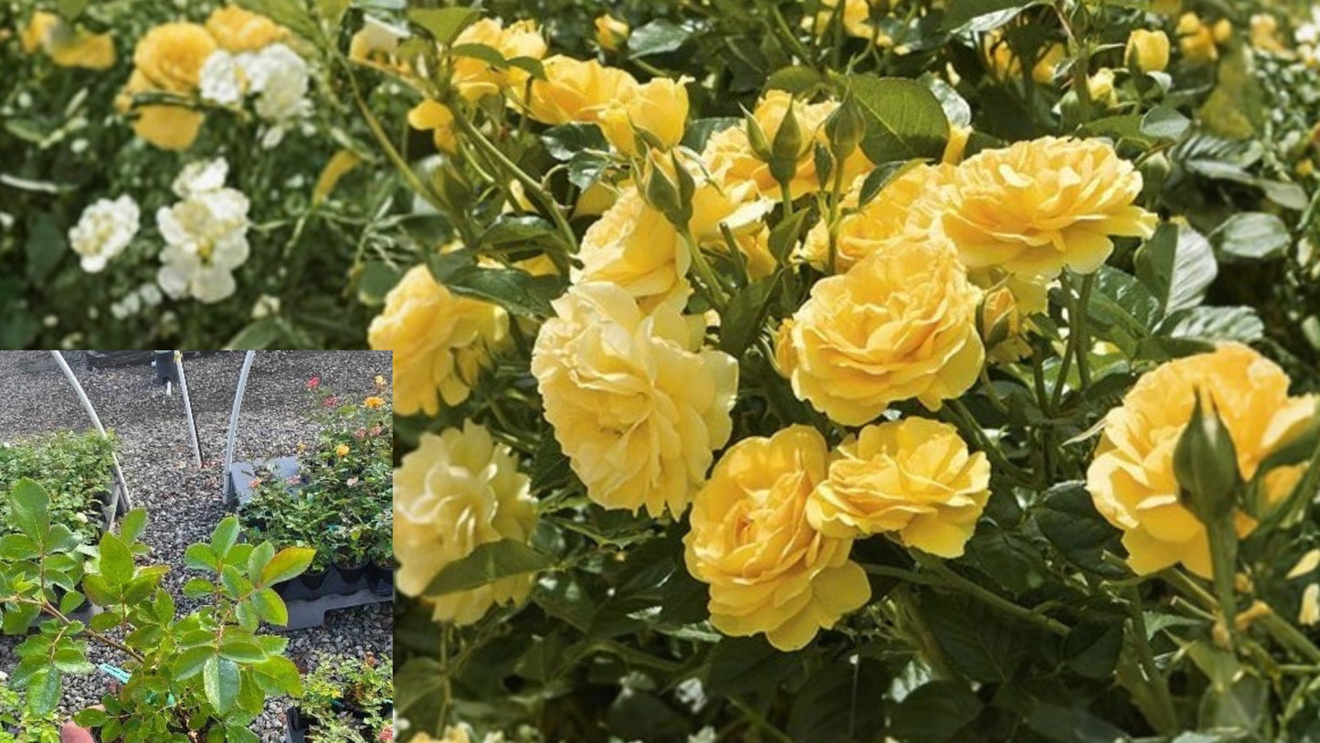 Julia Child™ Floribunda Rose Live Plant (1 Qt) – Repeat Blooming Rose