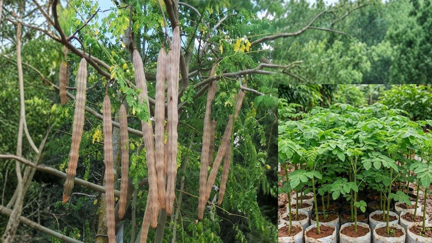 Moringa Tree Live Plant – 15–25 Inch – Moringa oleifera