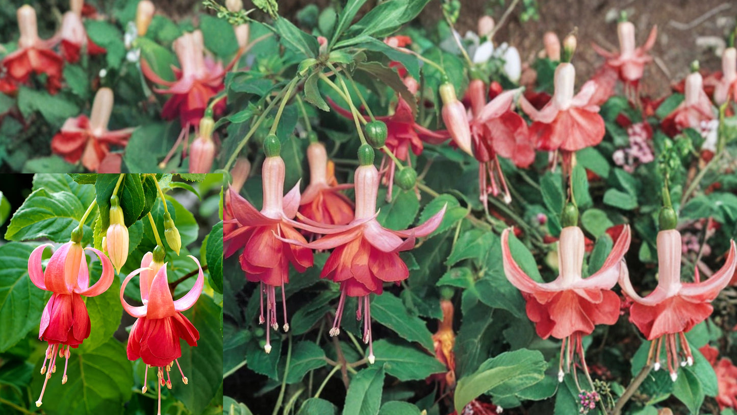 Dancing Flame Fuchsia 1 Live Plant – 6 Inch Pot – Fuchsia Hybrid