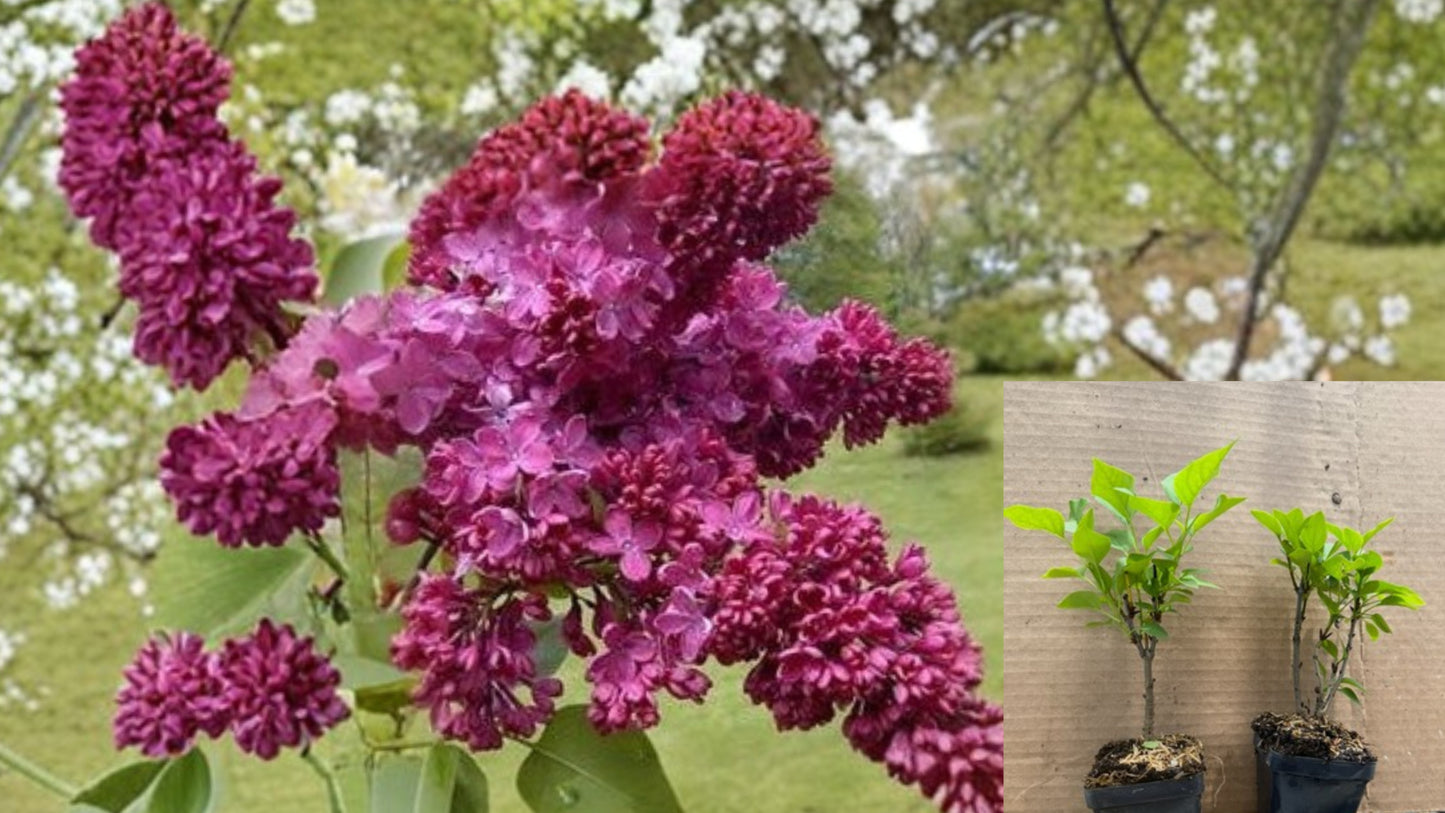 Congo French Lilac Live Plant 2 Inch Pot – Syringa vulgaris