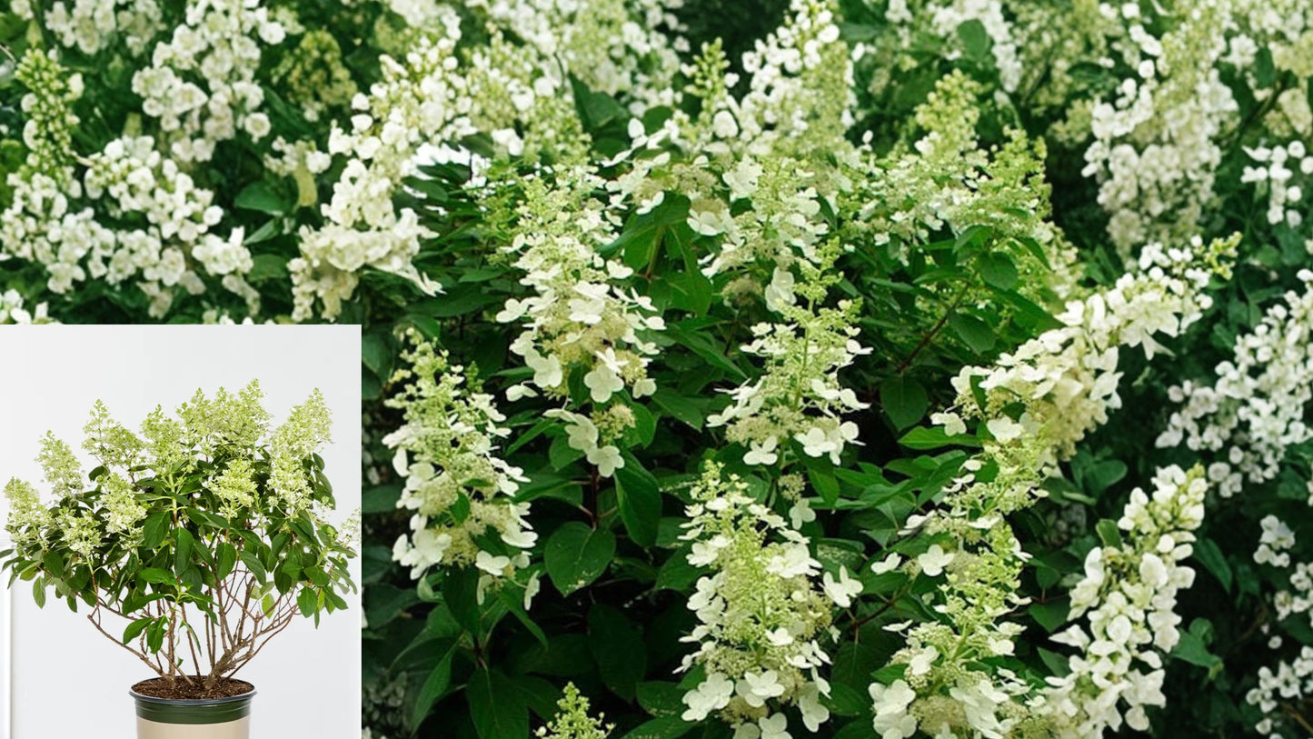 Tardiva Hydrangea Live Plant 1 Gallon – Hydrangea paniculata