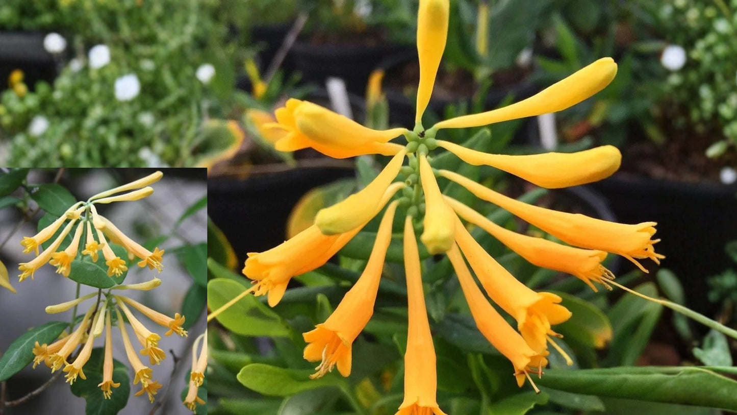 Yellow Honeysuckle Live Plant 1 Gallon – Lonicera sempervirens