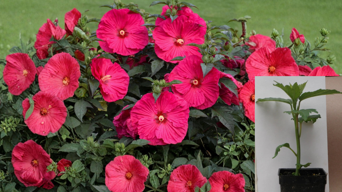 Hardy Perennial Hibiscus Surprise Variety – 1 Live Plant – 2.5" Pot