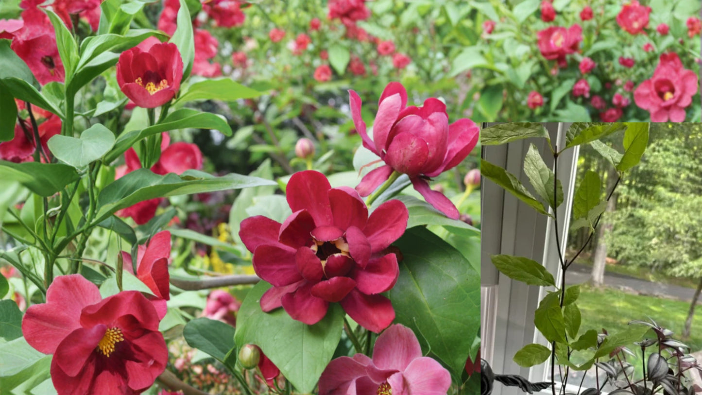 Sweet Shrub 1 Quart Live Plant – 6–12 Inch – Calycanthus floridus
