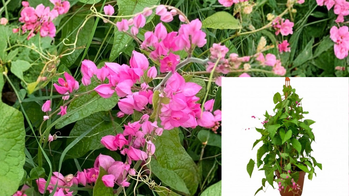 Mexican Creeper Live Plants 2 Pack 4–6 Inches Tall – Antigonon leptopus – Ships Without Pot
