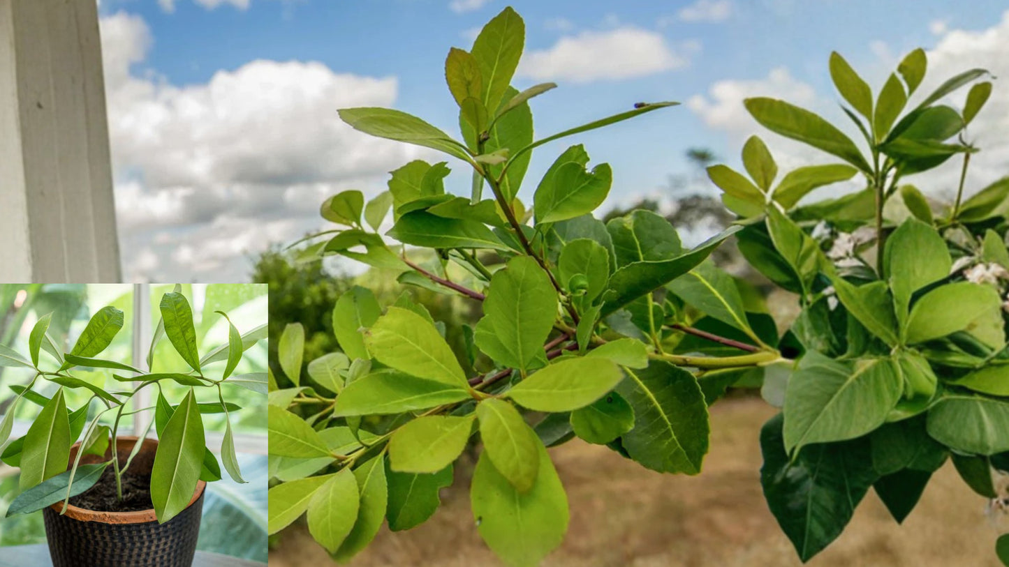 2 Live Yerba Mate Plants 4–6" Tall – Ilex paraguariensis Tropical Evergreen – Ships No Pot