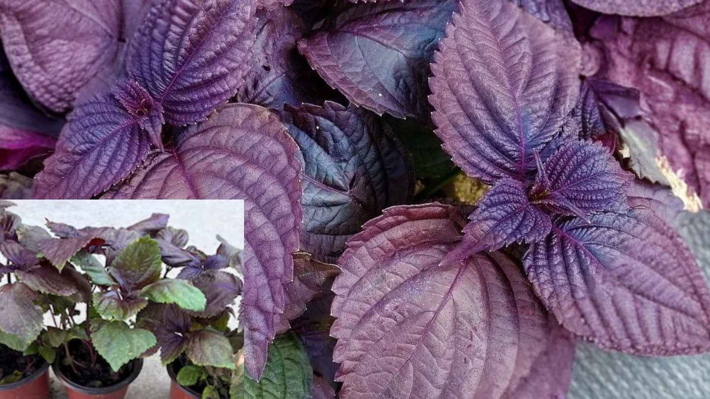 8 Shiso Perilla Live Starter Plants – Bare Root Herb – Perilla frutescens