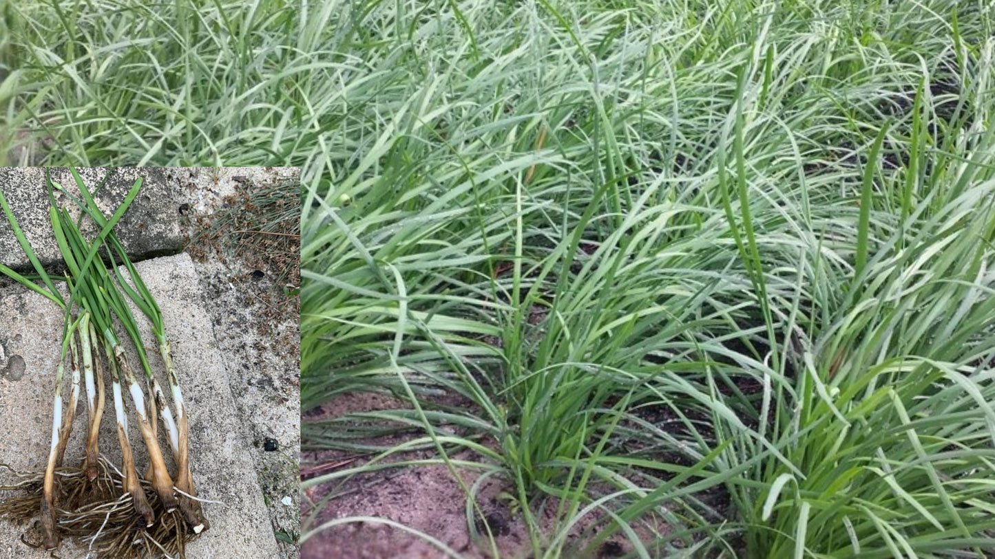 50 Garlic Chive Live Root Plants – Bare Root Allium tuberosum