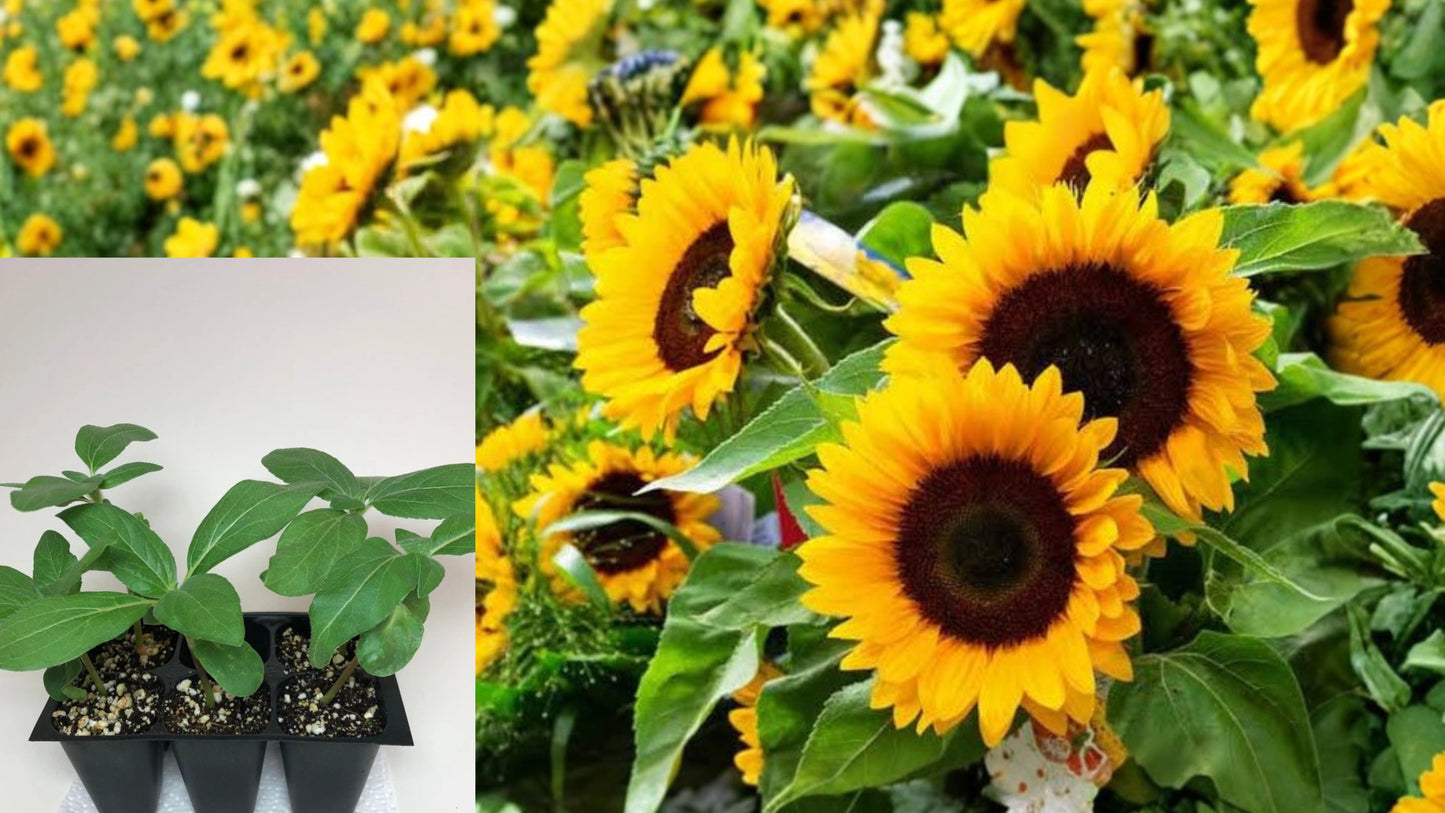 Sunflower Live Seedlings & Plants 3–12 Inches Tall – Helianthus annuus