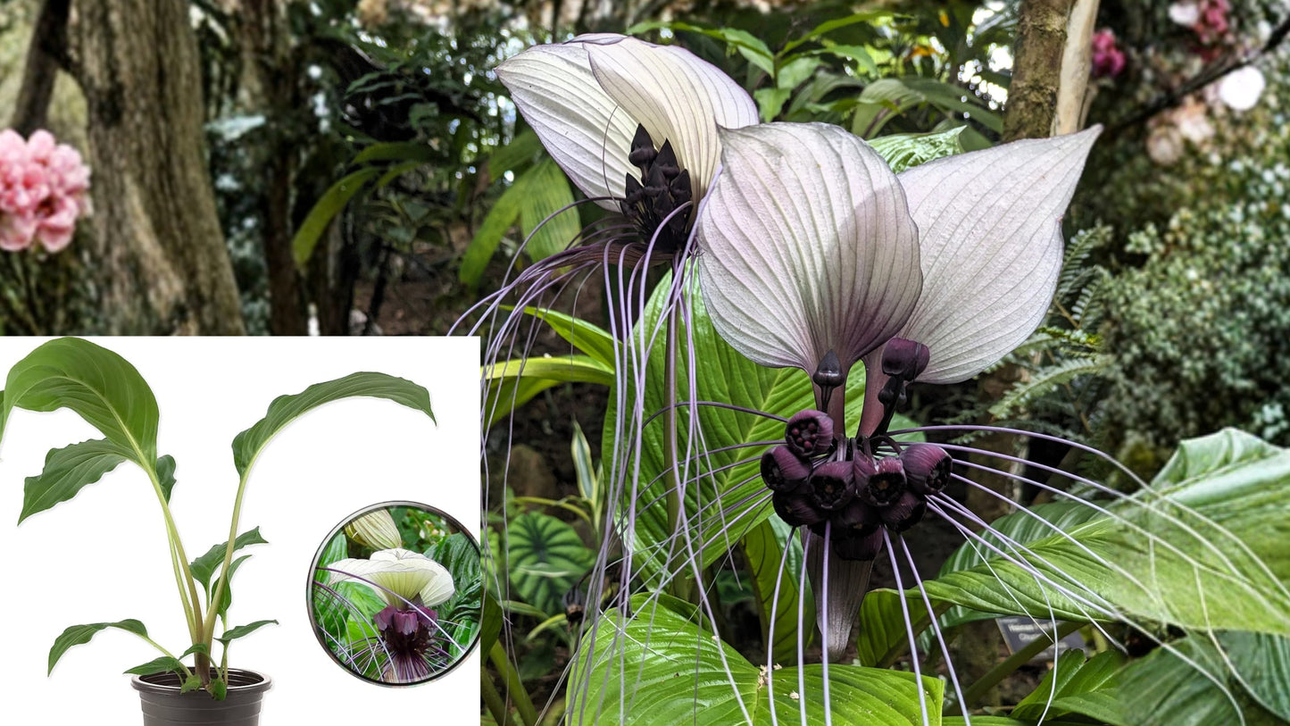 White Bat Flower Live Plant – 3–8 Inch Tacca integrifolia