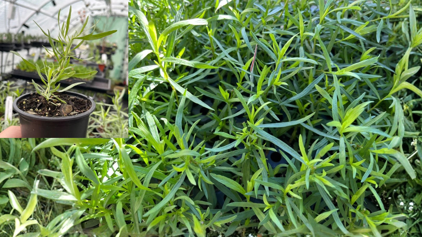 French Tarragon Live Plant – 1 Herb Starter – Artemisia dracunculus