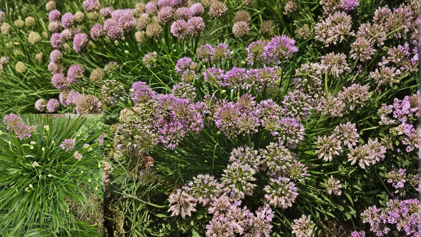Millennium Allium 6 Live Plants – Perennial Pollinator Flowers – Allium 'Millenium'