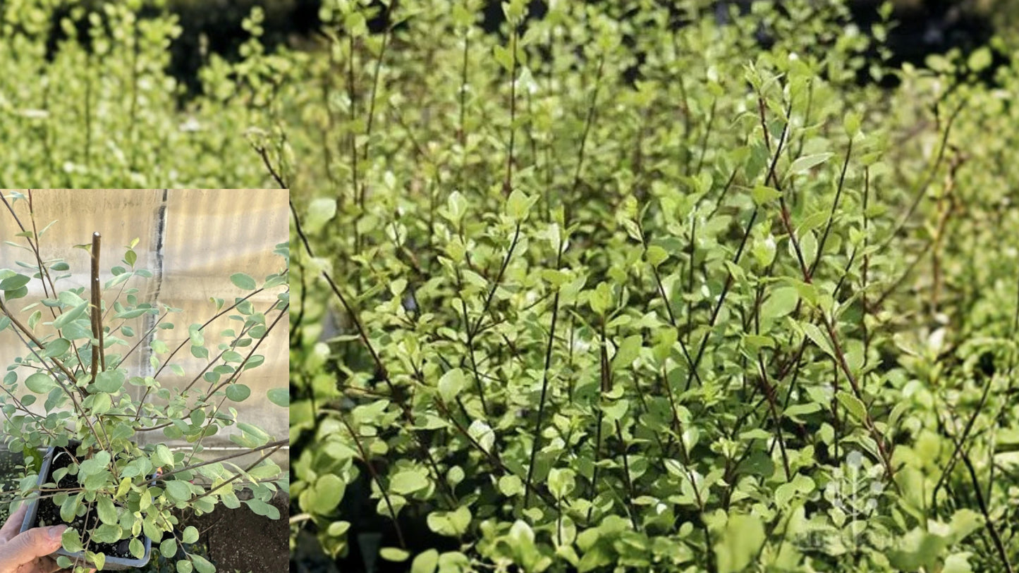 Silver Sheen Kohuhu Live Plant – Pittosporum tenuifolium ‘Silver Sheen’
