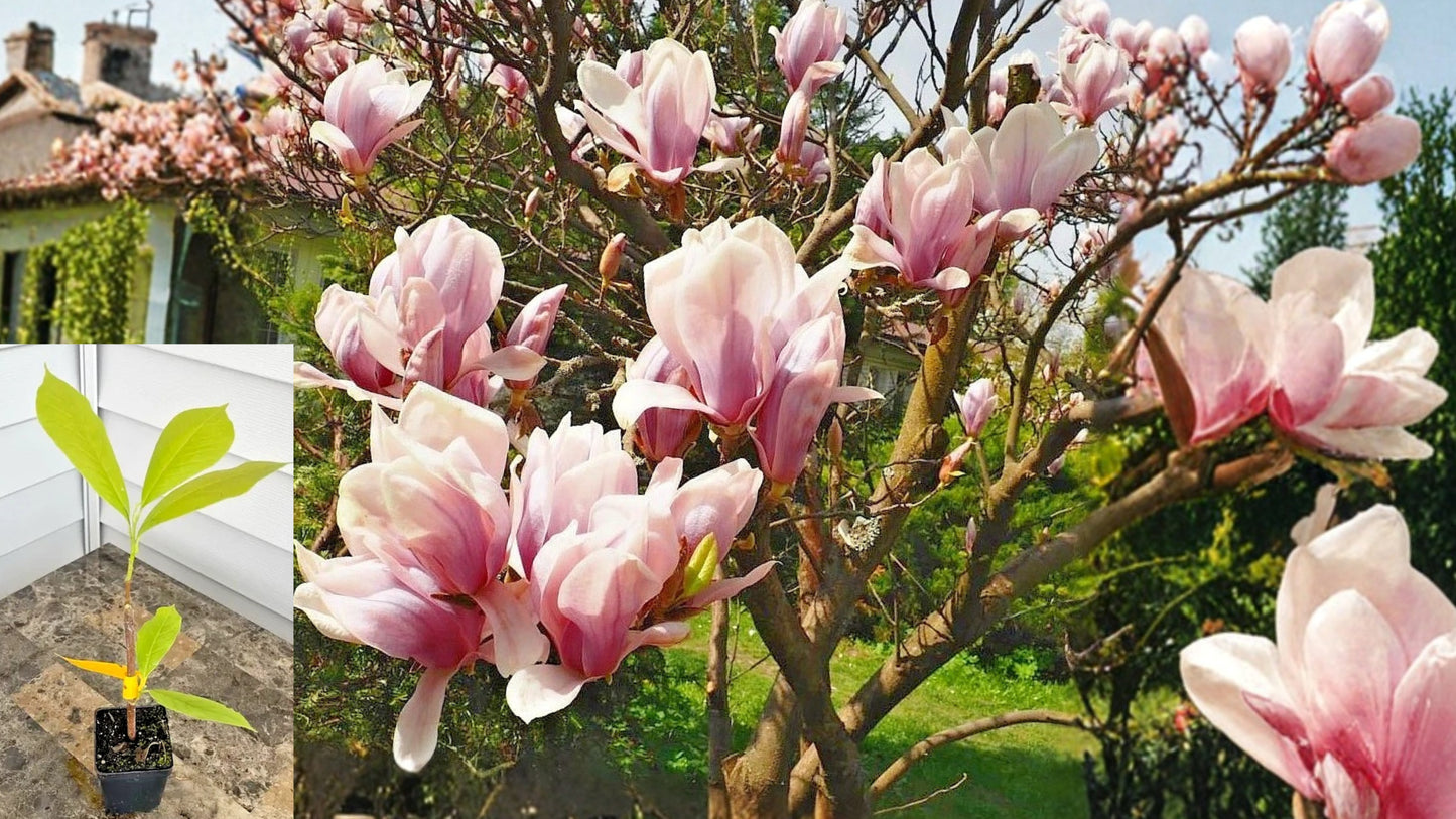 Saucer Magnolia Live Plant 6–12" Tall in 2.5" Pot – Pink Blooming Tree – Magnolia × soulangeana