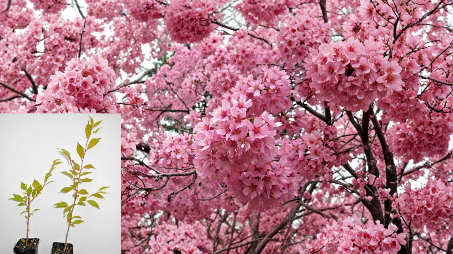 Red Azalea Live Plant 10" Tall in 3" Pot – Azalea indica 'Alaska' Evergreen Shrub