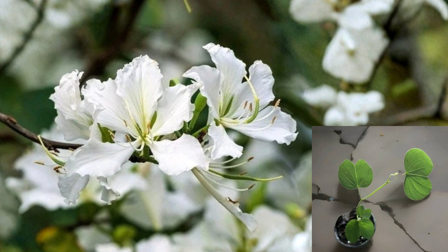 White Hong Kong Orchid Tree Live Plant 12–18 Inches Tall – 4 Inch Pot – Bauhinia × blakeana 'Alba'