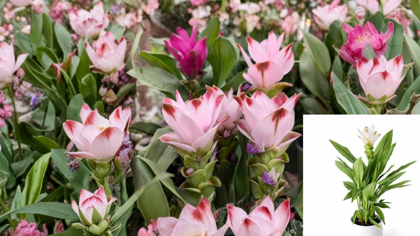 Curcuma Siam Solar Live Plant 4–6 Inches Tall – Tropical Flowering Ginger – Ships Without Pot