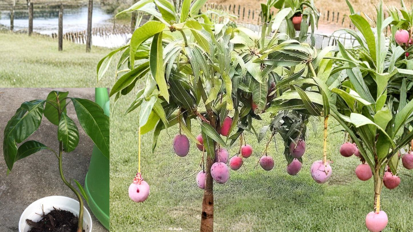 Mango Live Fruit Tree 6–9" Tall in Pot – Seedling Tropical Plant – Mangifera indica