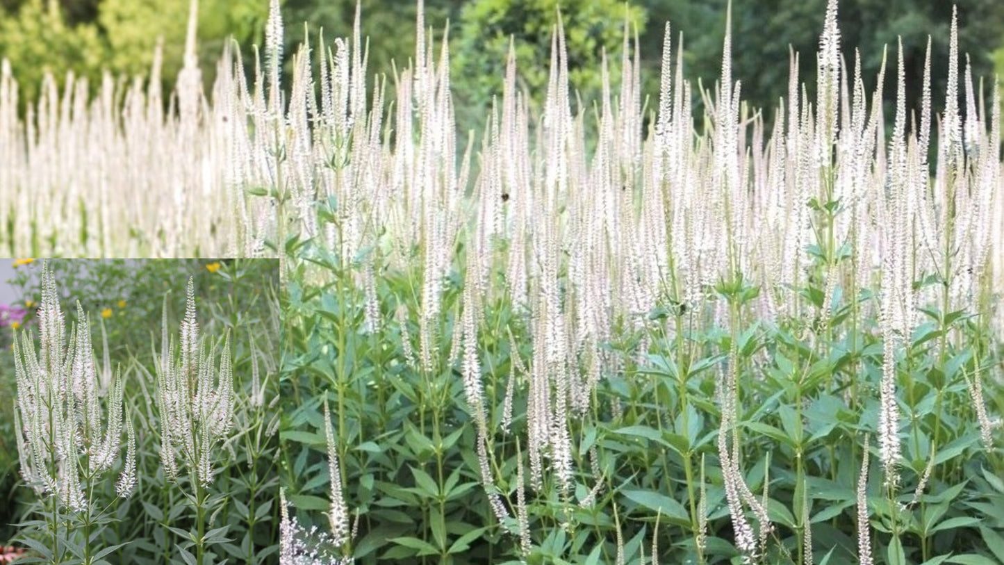 Culver's Root 1 Live Starter Plant 4–8" – Veronicastrum virginicum