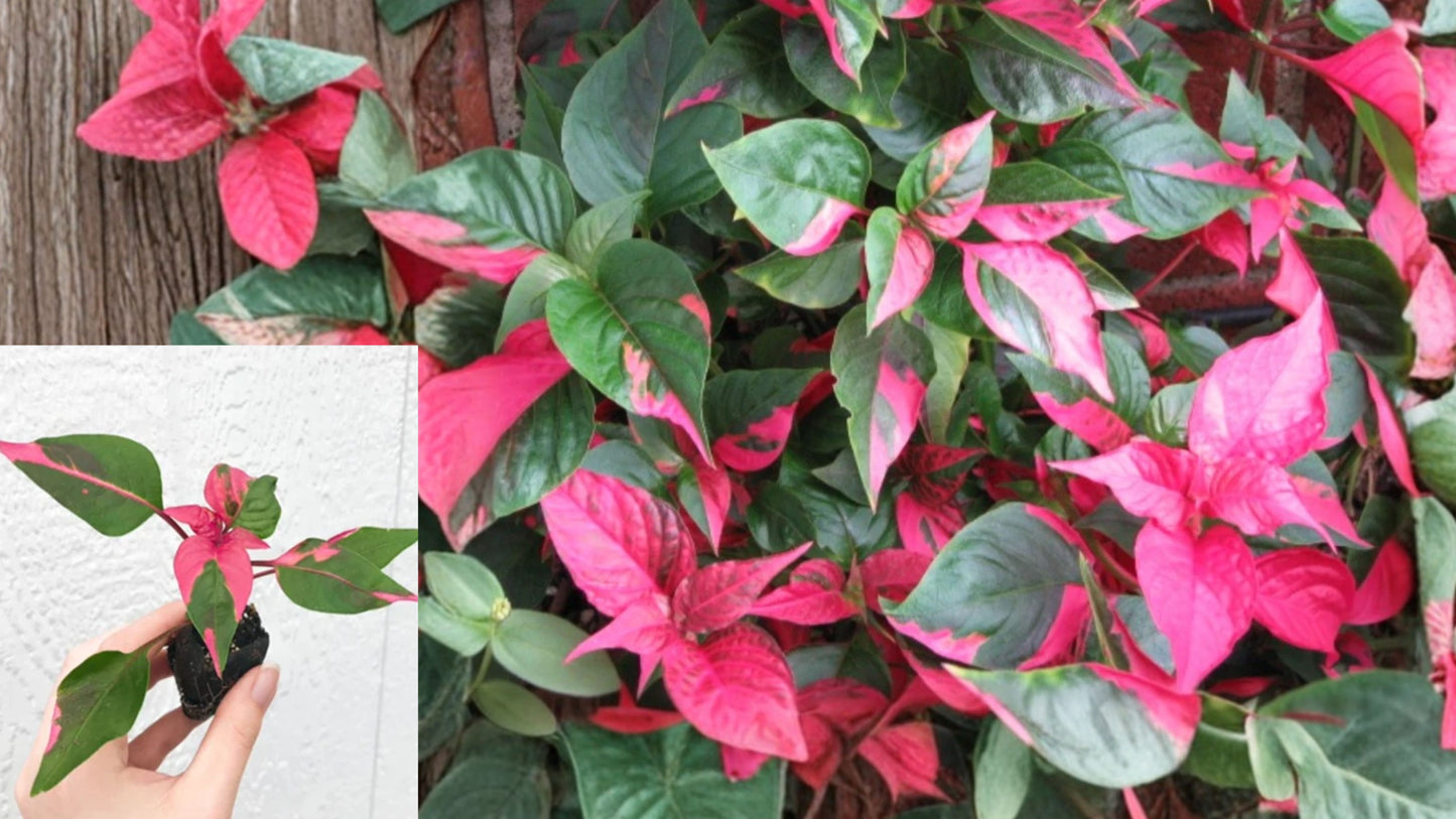 2 Alternanthera ‘Party Time’ Live Plants – 4–6 Inch – No Pot